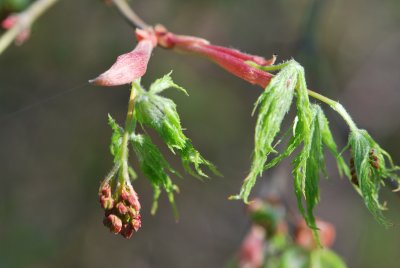 Acer palmatum 'Dissectum' - javor dlanitolistý 'Dissectum' - jarní pučení